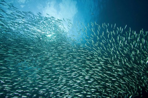 Shoal of Sardinops