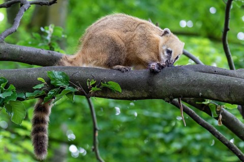 South American coati