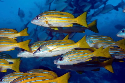 School of fish Bluestripe snapper