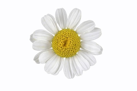 The Feverfew