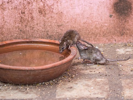 Sacred Rats