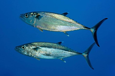 Dogtooth tuna