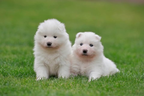 Samoyed Domestic dog