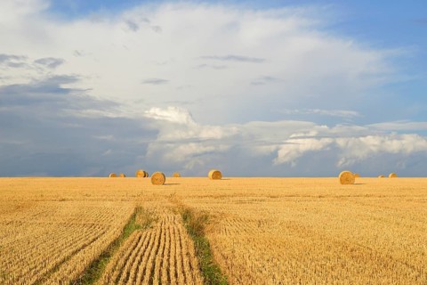 Grain field