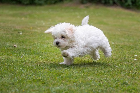 Young Mini Maltese in Sprint