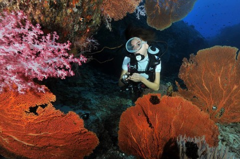 Diver looking at Red Sea Fan