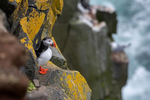 Puffin