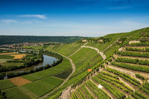 Neckar Loop and Vineyards