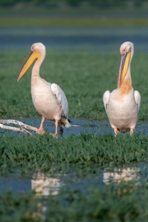 Two Dalmatian pelicans