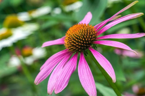 Purple Cone flower