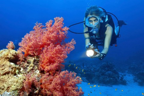 Diver with underwater lamp looking at red soft coral