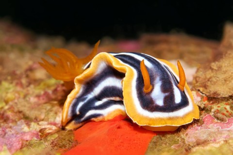 Pyjama Chromodoris quadricolor