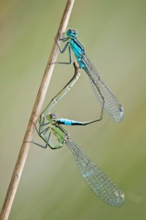 Azure damselfly