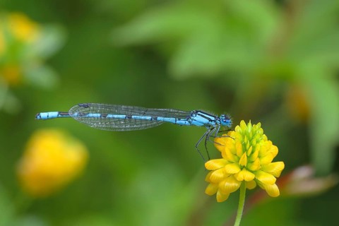 Common blue damselfly