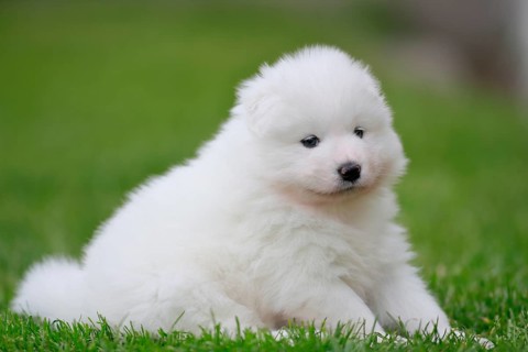 Samoyed Domestic dog