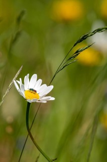 Flowering marguerite