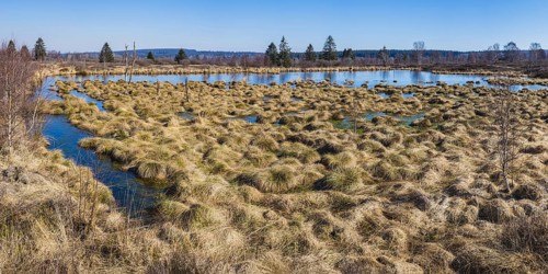 Areas overgrown with moor grass