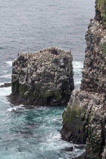 Gannet colony