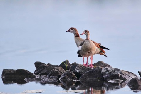 Egyptian goose