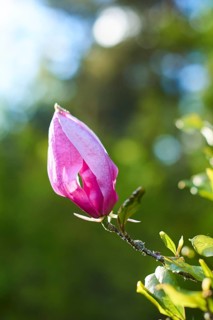 Mulan magnolia