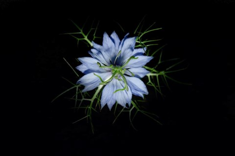 The flower of a love-in-a-mist