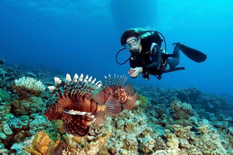 Lionfish lurking in coral reef for prey