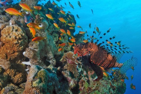 Common lionfish