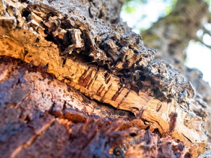 Bark of a Cork oak