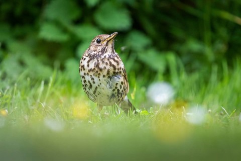 Song Thrush