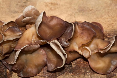 Auricularia auricula-judae