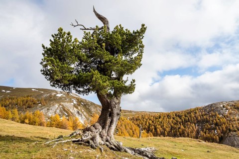 Swiss stone pine on an alpine meadow