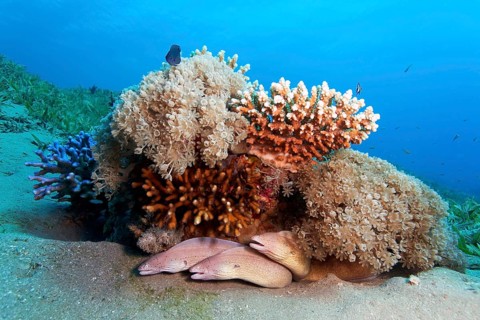 Geometric Moray