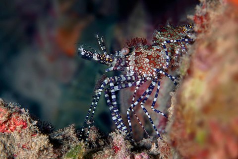 Common marbled shrimp