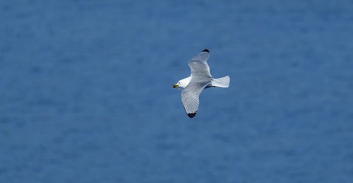 Common gull