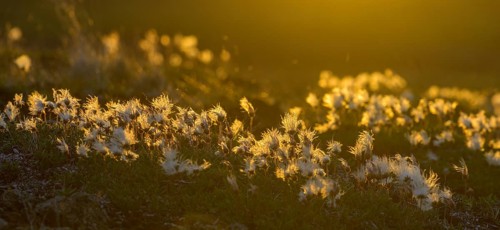 Cottongrass backlit