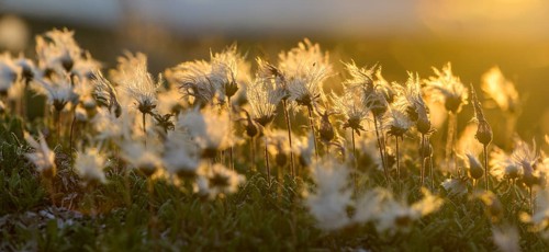 Cottongrass backlit