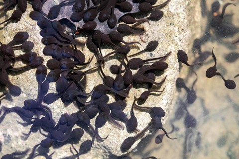 Common toad