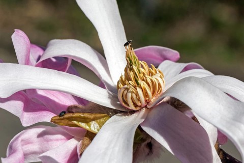 Flower of star magnolia