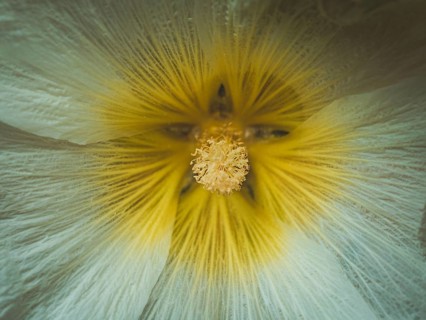 White hollyhocks