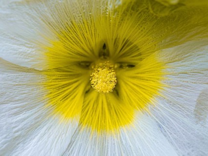 White hollyhocks