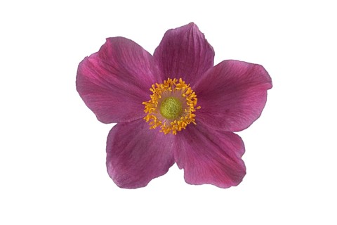 Chinese anemone