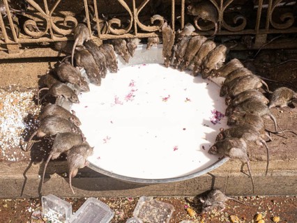 Sacred Rats