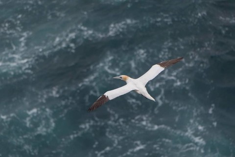 Flying Northern gannet