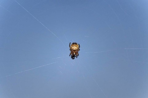 Small Orb-weaver spider