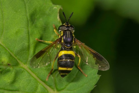 Two-banded wasp fly