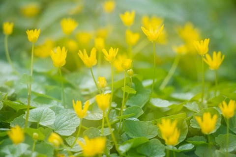 Lesser celandine