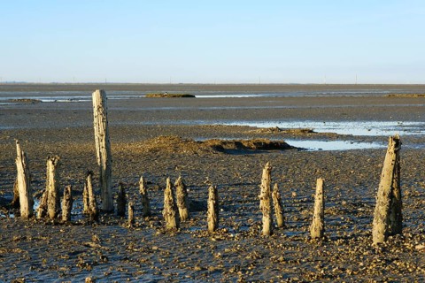 Wooden groynes