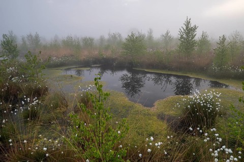 Rehdener-Geestmoor