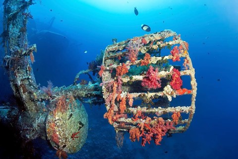 Lookout covered with Klunzinger's soft corals