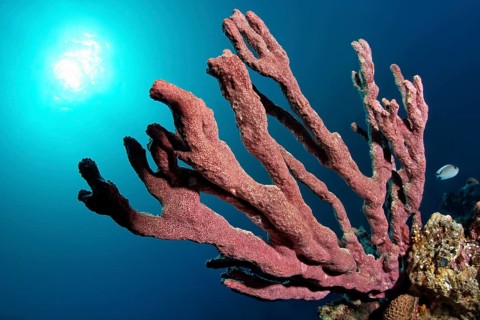Sponge